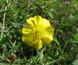 genus Ranunculus. Цветок. Украина, Донецкая обл., Славянский р-н, окр. с. Богородичное. 01.08.2011.