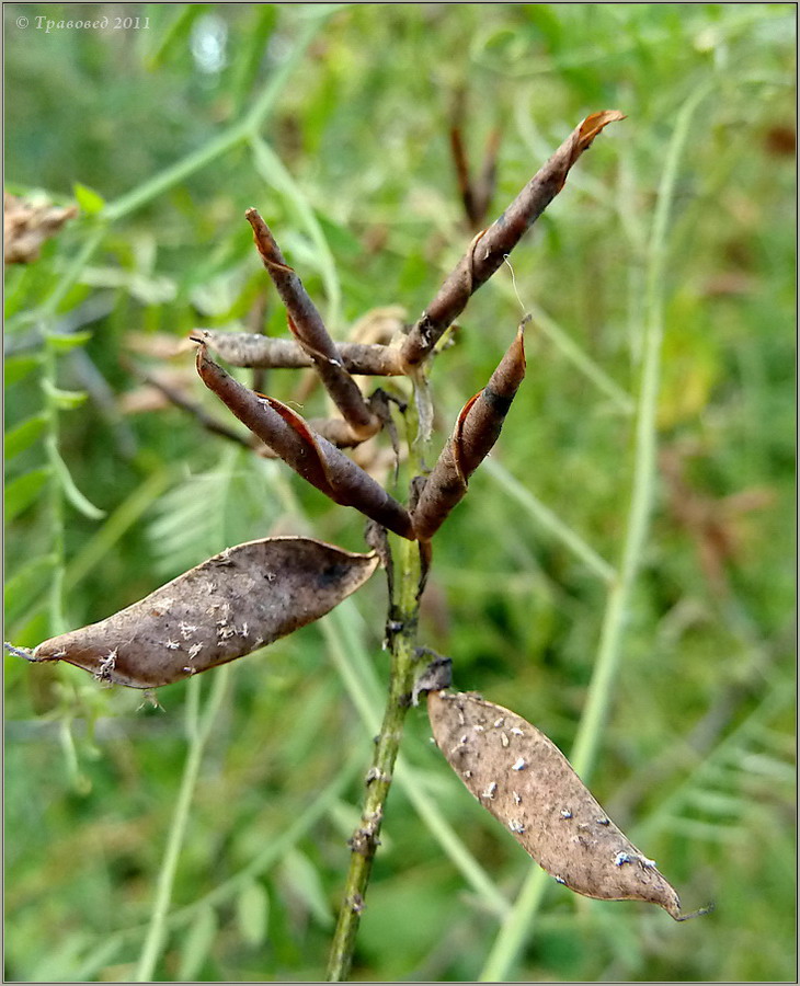 Изображение особи Vicia cracca.