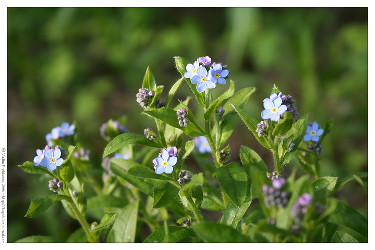 Image of Myosotis sylvatica specimen.