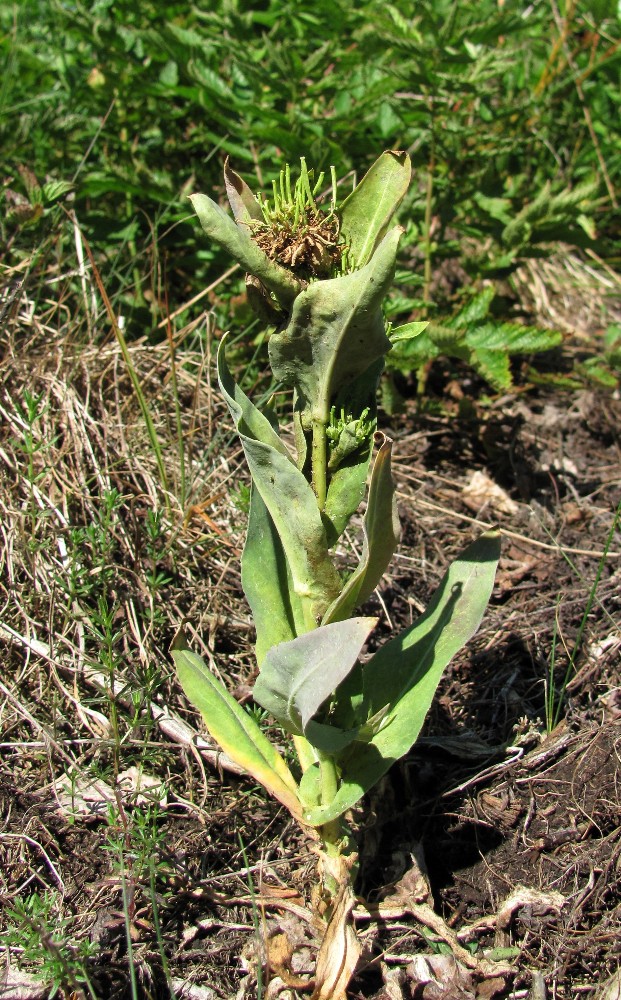 Image of Turritis glabra specimen.