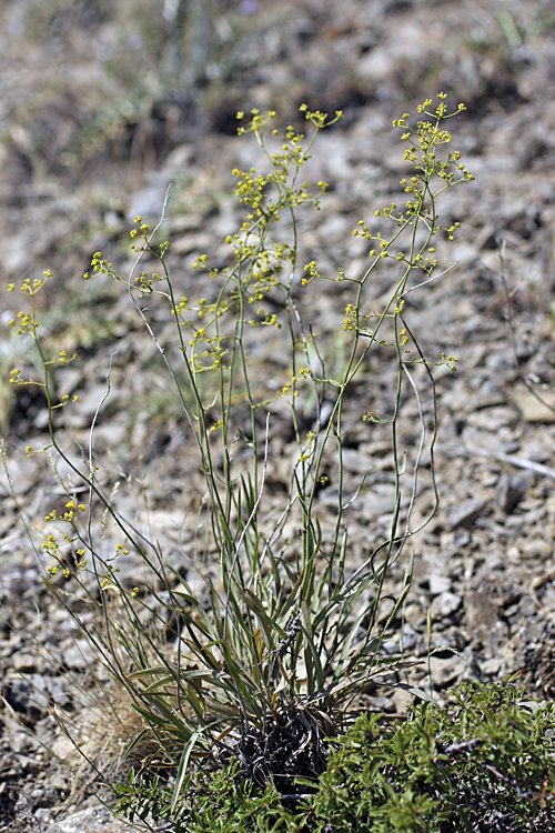 Image of Bupleurum exaltatum specimen.