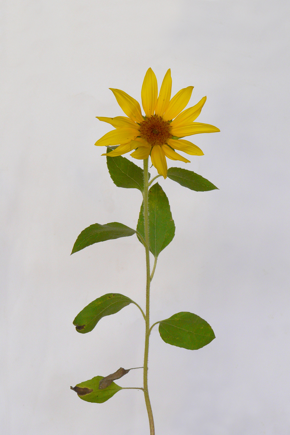 Image of Helianthus annuus specimen.