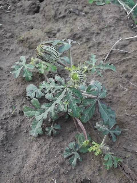 Image of Hibiscus trionum specimen.