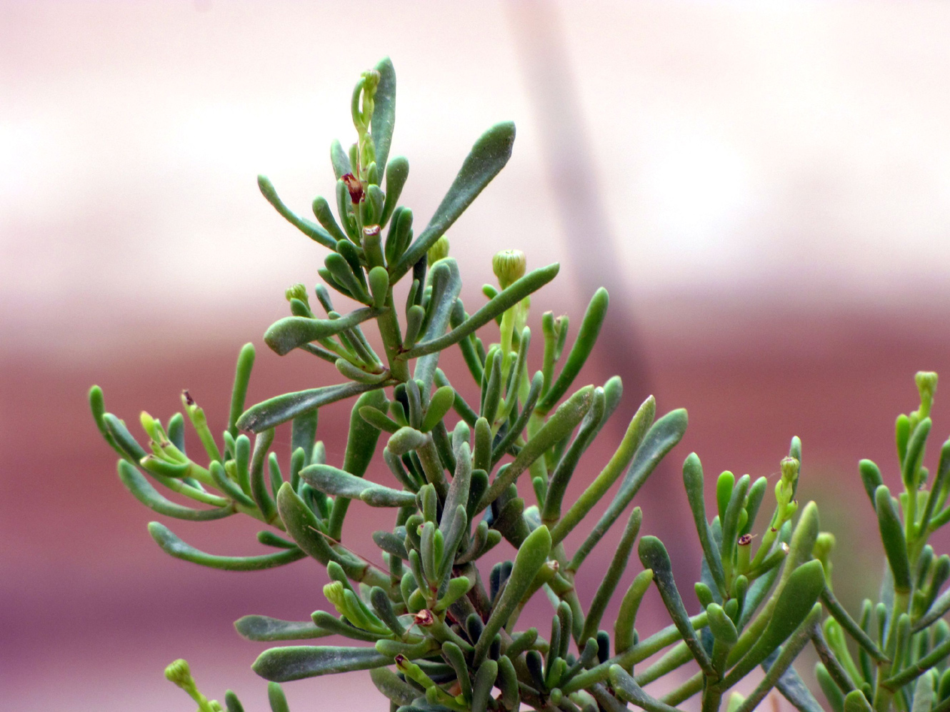 Image of Limbarda crithmoides specimen.