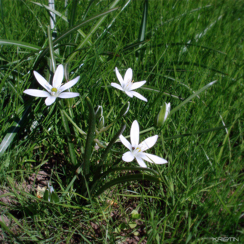 Image of Ornithogalum umbellatum specimen.