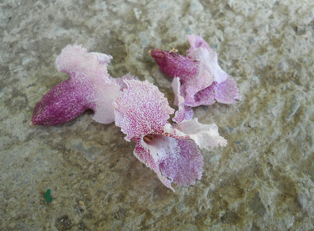 Изображение особи Catalpa fargesii f. duclouxii.