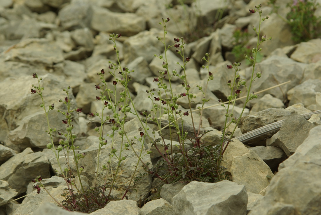 Image of Scrophularia exilis specimen.