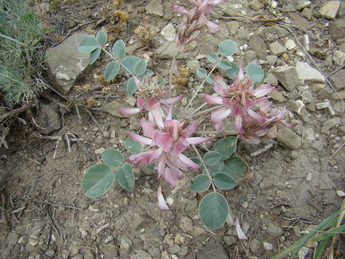 Image of Hedysarum gypsaceum specimen.