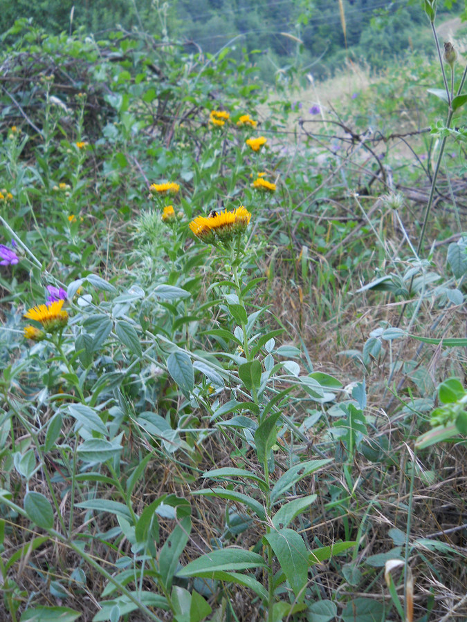 Изображение особи Inula aspera.