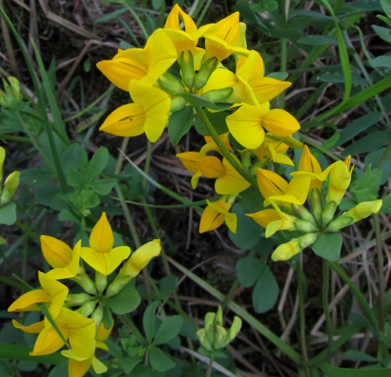 Image of Lotus peczoricus specimen.