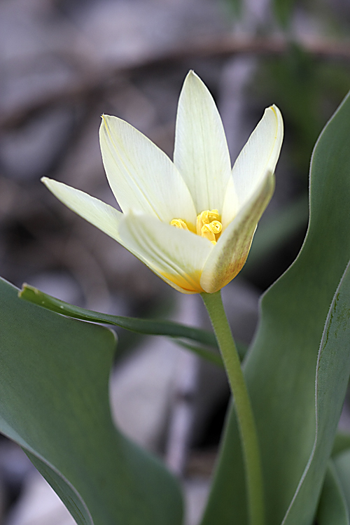 Изображение особи Tulipa berkariensis.