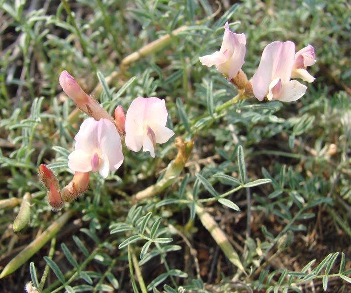 Image of Astragalus lenensis specimen.