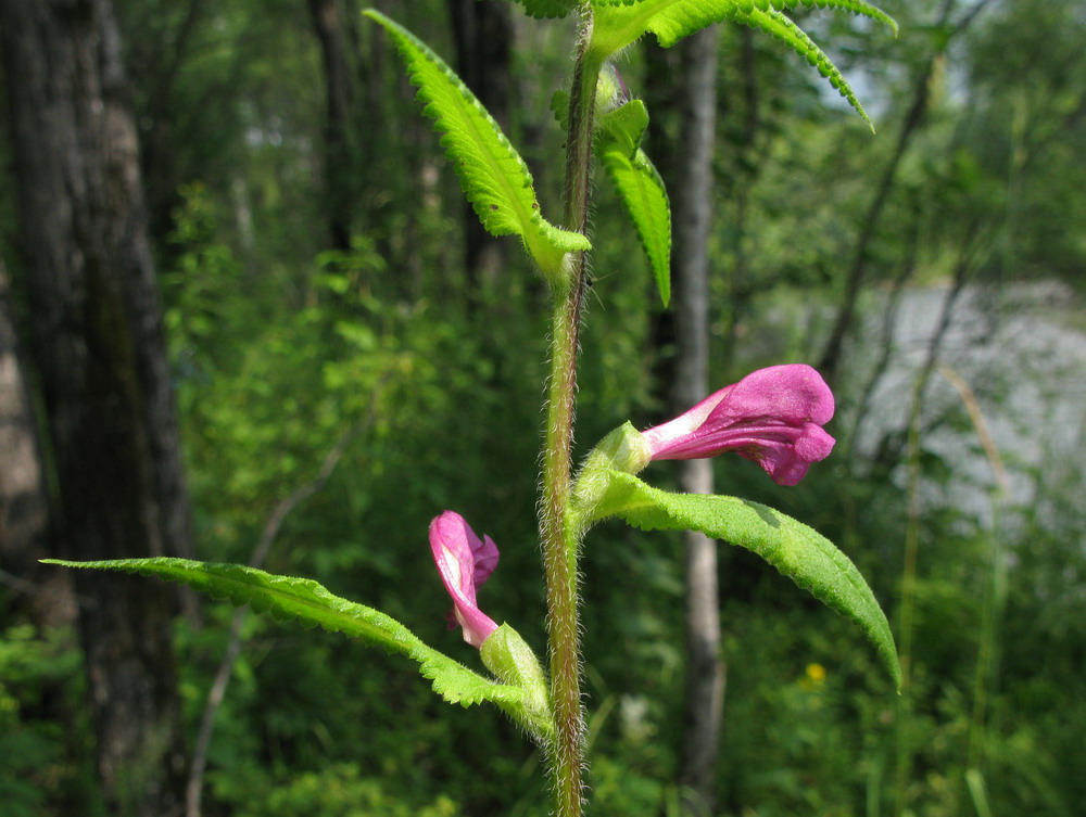 Image of Pedicularis resupinata specimen.