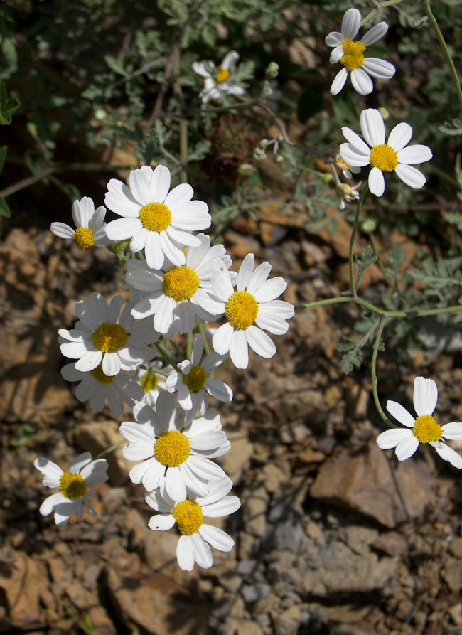 Изображение особи Pyrethrum glanduliferum.