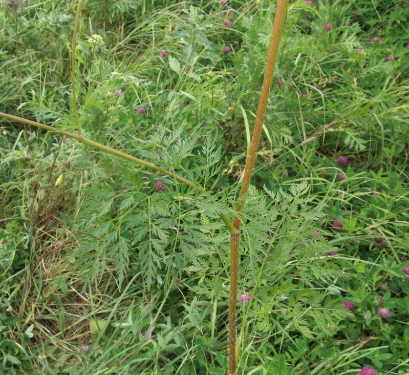 Image of Chaerophyllum prescottii specimen.