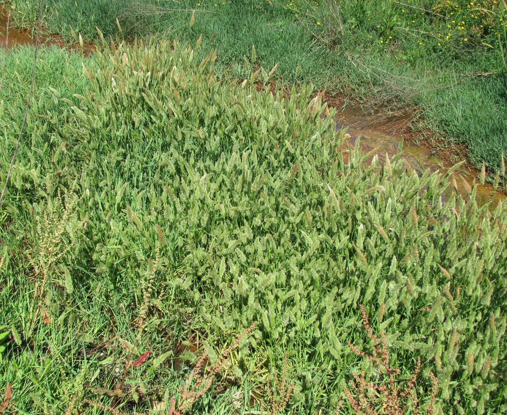 Image of Polypogon monspeliensis specimen.