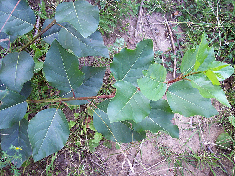 Image of Populus &times; sibirica specimen.