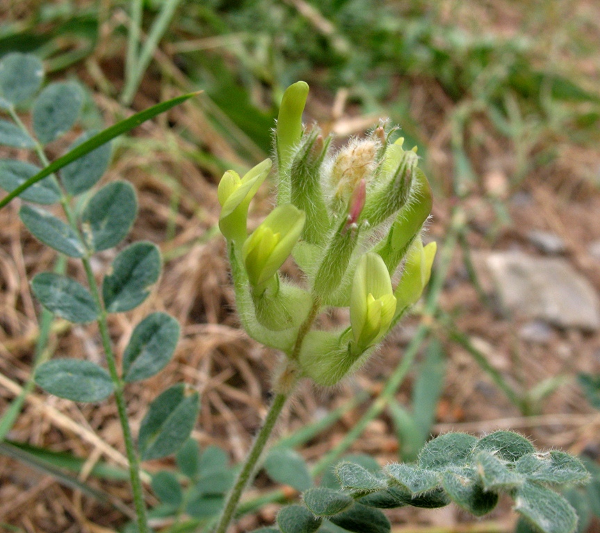 Image of Astragalus rumpens specimen.