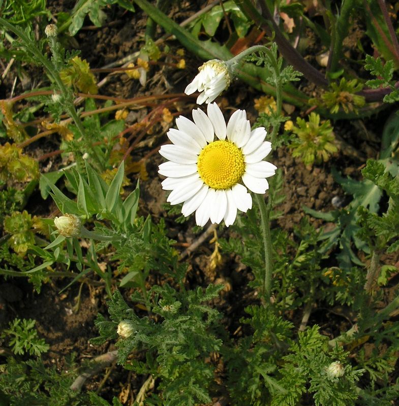 Image of genus Anthemis specimen.