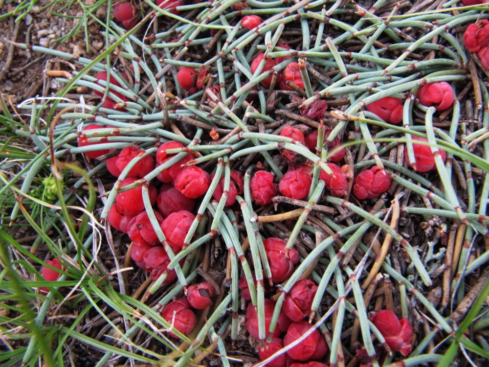 Image of Ephedra monosperma specimen.