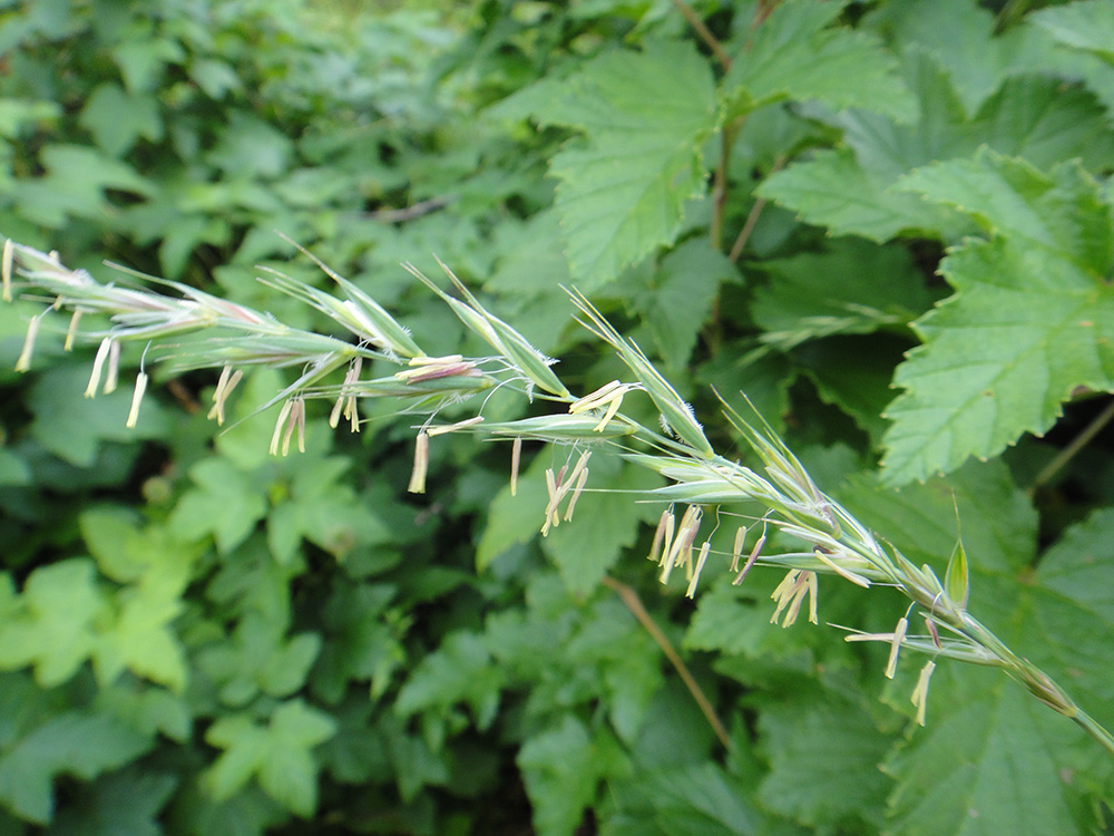 Image of familia Poaceae specimen.