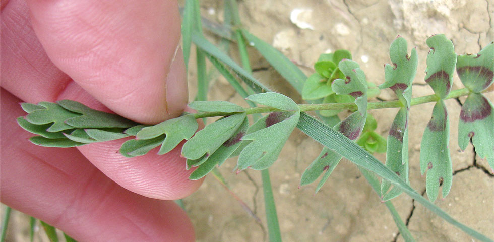 Изображение особи Bongardia chrysogonum.