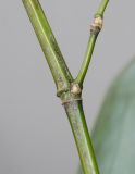 Phyllostachys viridis