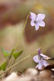 Viola sieheana