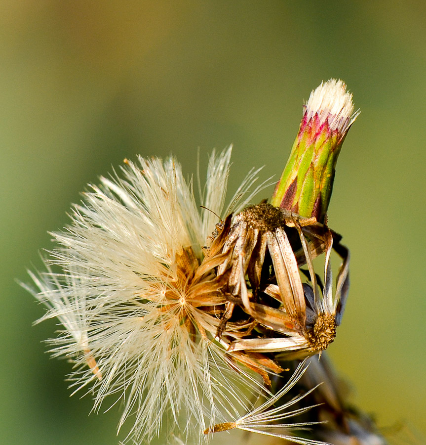 Image of Symphyotrichum subulatum specimen.