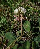 Trifolium hybridum. Верхушка побега с соцветием. Ростовская обл., дельта Дона, Азовский р-н, окр. хутора Узяк. 20.06.2012.