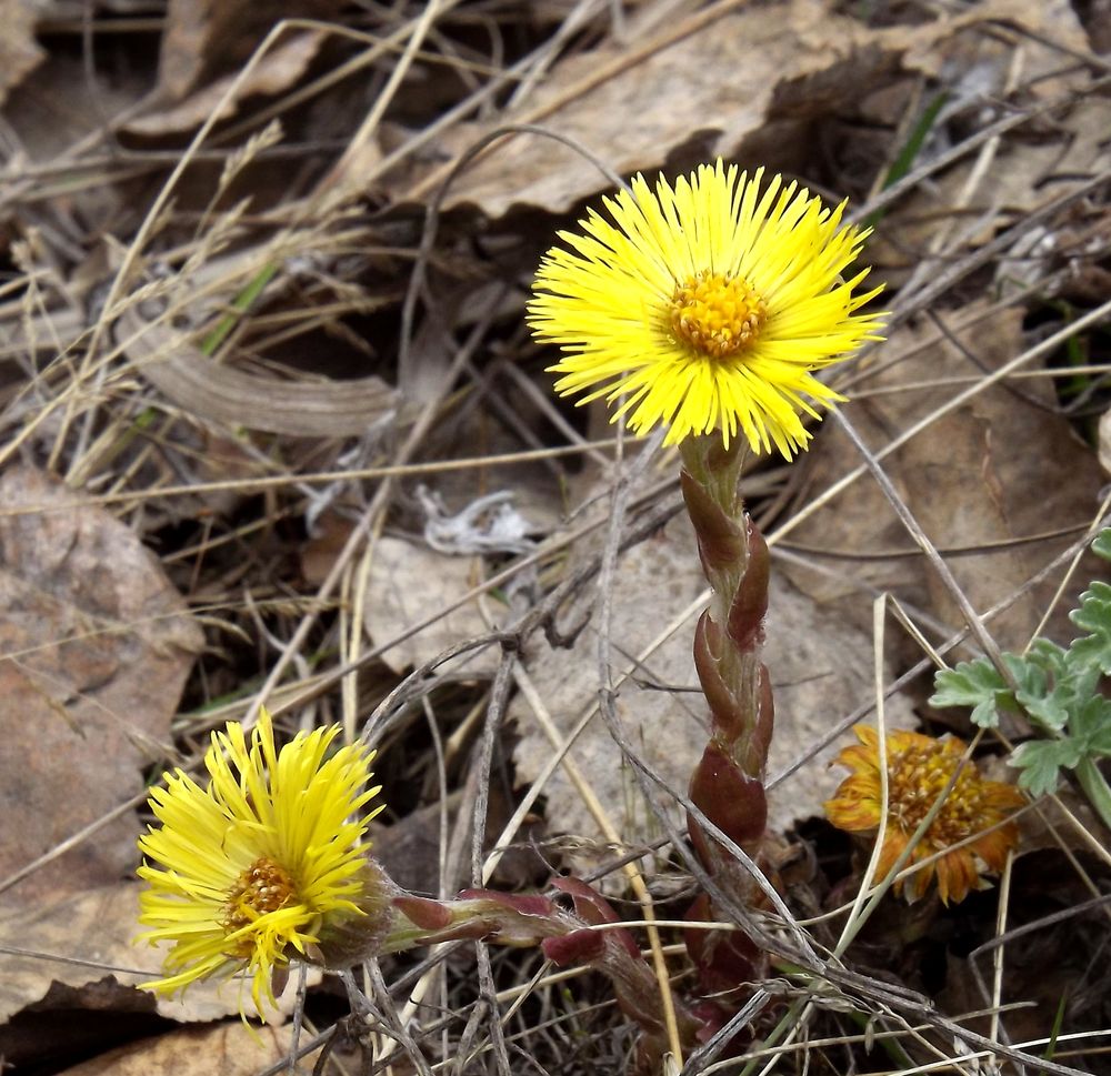 Image of Tussilago farfara specimen.