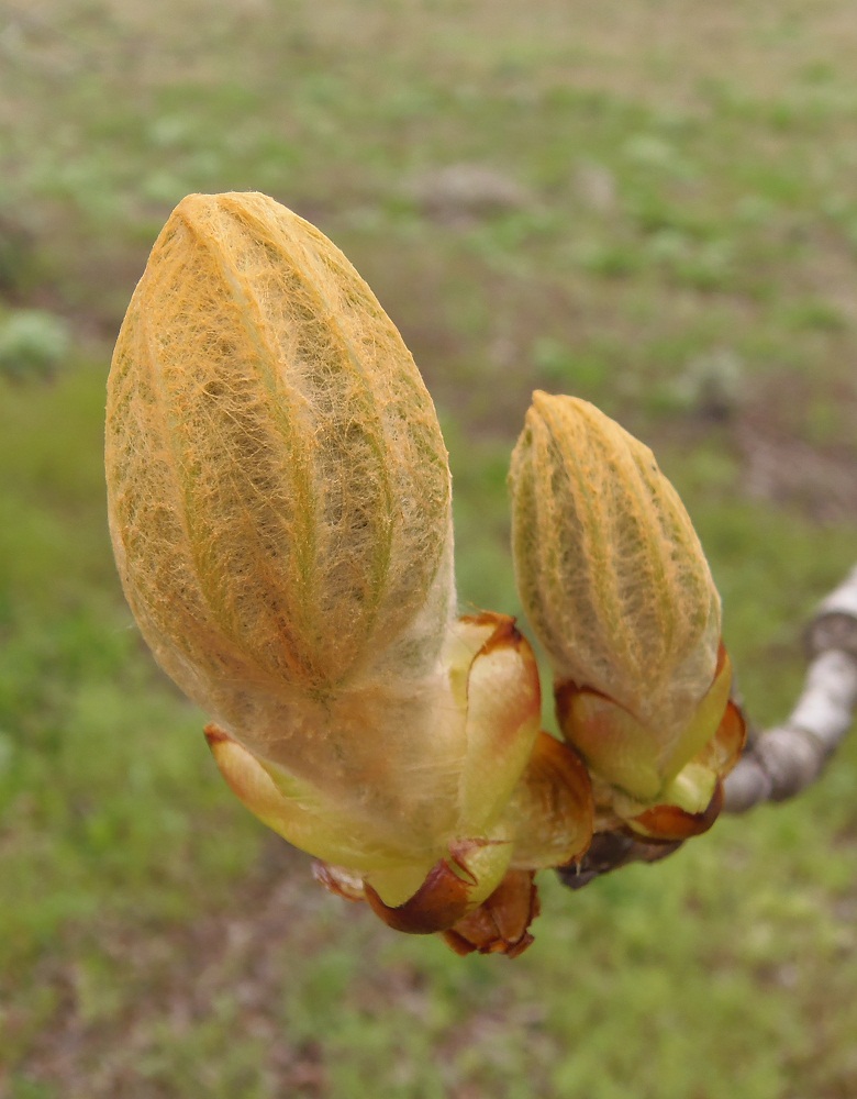 Image of Aesculus hippocastanum specimen.