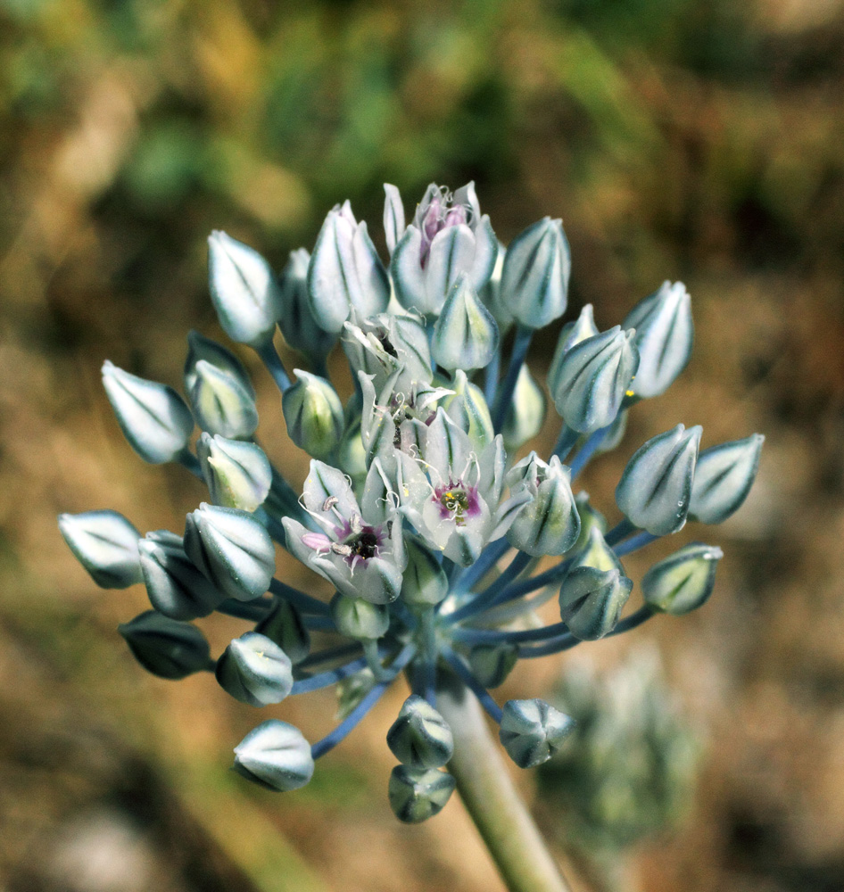 Image of Allium filidens ssp. ugami specimen.