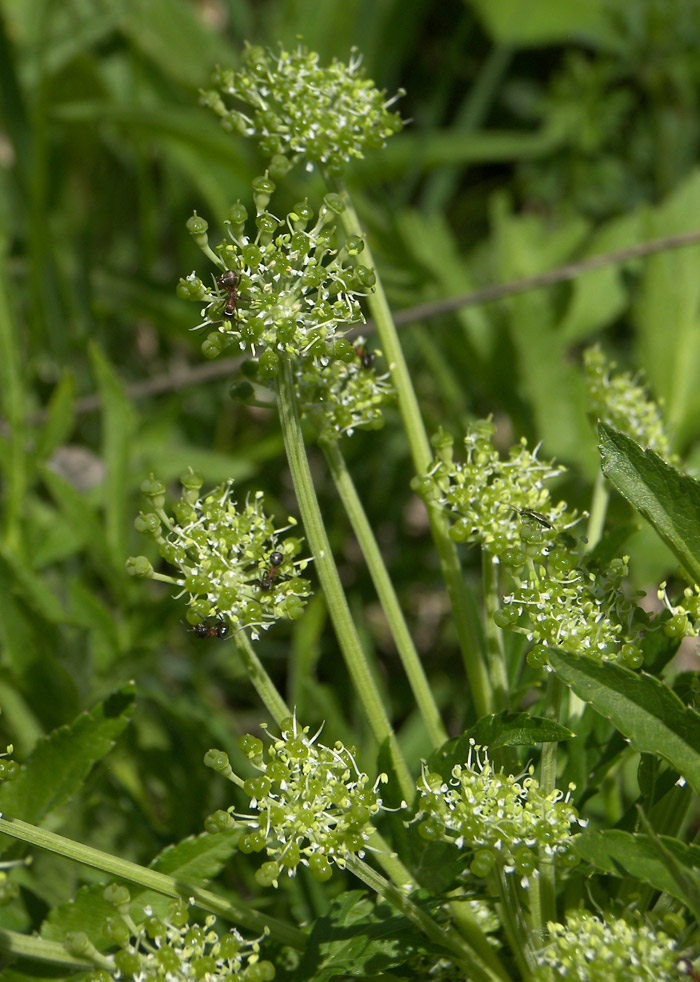 Изображение особи Agasyllis latifolia.