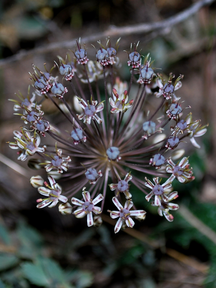 Изображение особи Allium verticillatum.