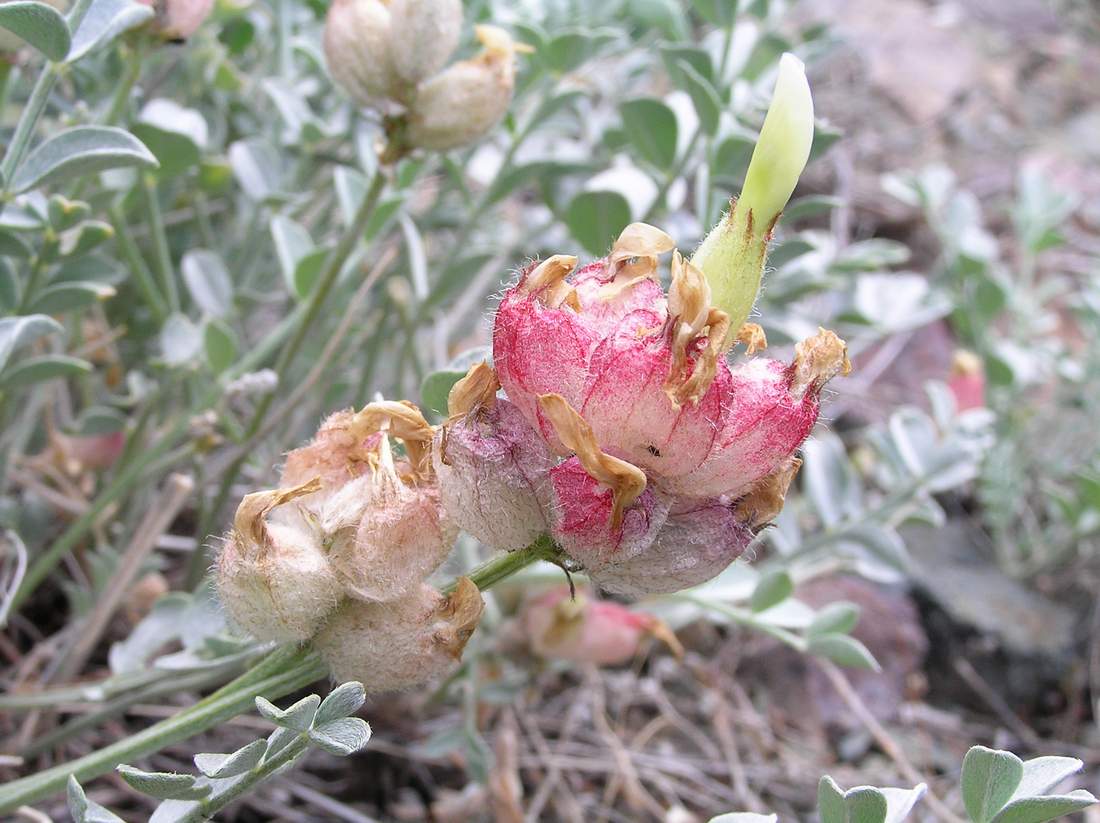 Изображение особи Astragalus ellipsoideus.