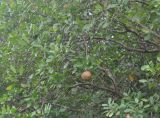 Xylocarpus granatum. Ветви с плодом. Таиланд, национальный парк Си Пханг-нга. 20.06.2013.