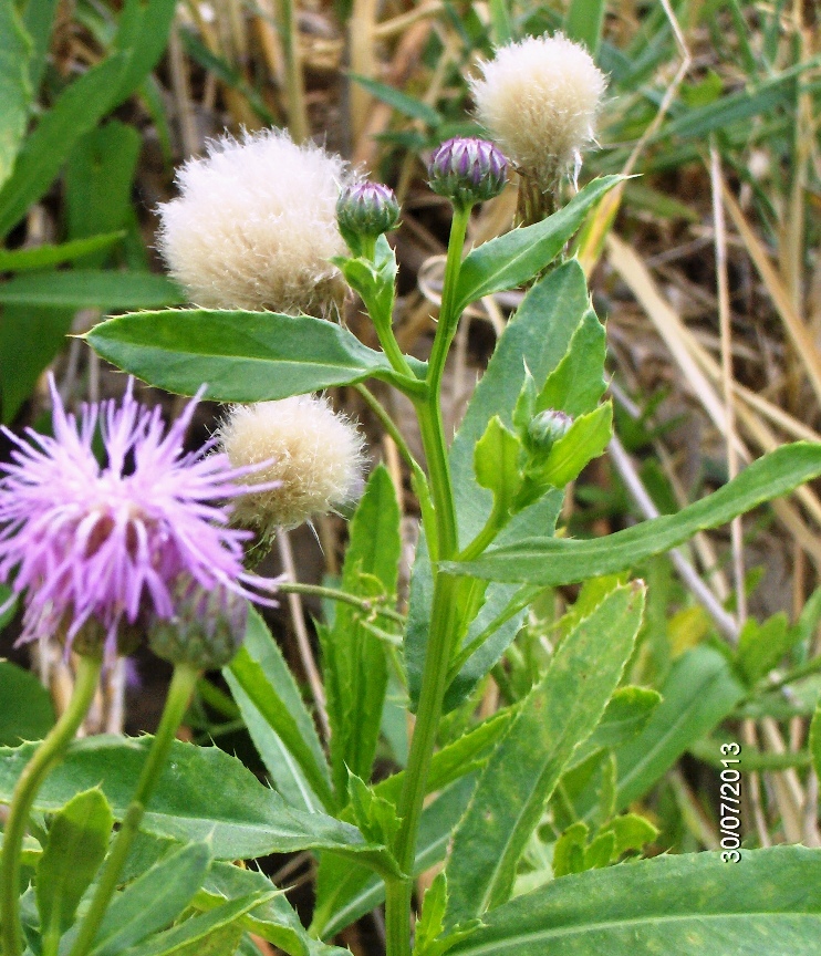 Изображение особи Cirsium setosum.