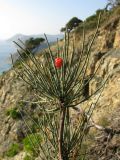 Ephedra distachya