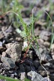 Astragalus schmalhausenii. Цветущее растение. Южный Казахстан, хр. Боролдайтау, ущ. Кенозен. 22.04.2013.