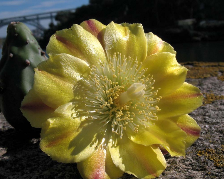 Image of Opuntia dillenii specimen.