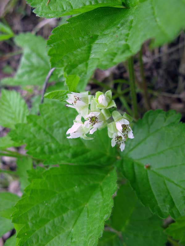 Изображение особи Rubus saxatilis.