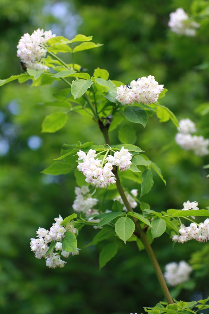 Image of Staphylea pinnata specimen.