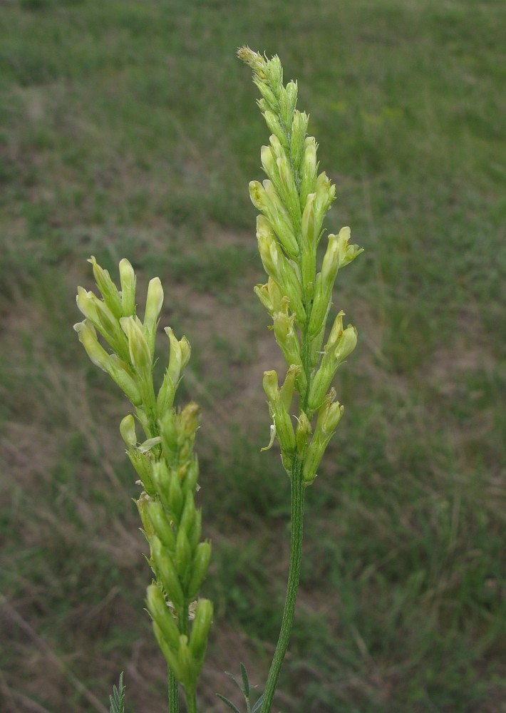 Image of Astragalus asper specimen.