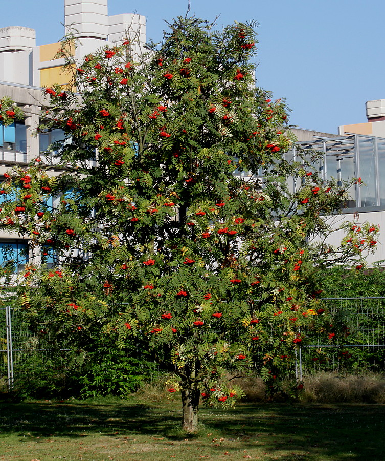 Image of Sorbus aucuparia specimen.