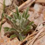 Salsola inermis. Молодое растение в каменистой пустыне. Израиль, Самарийская пустыня, перекрёсток Шомрони Гатов, окр. поселения Алон, рудеральное местообитание. 30.01.2014.