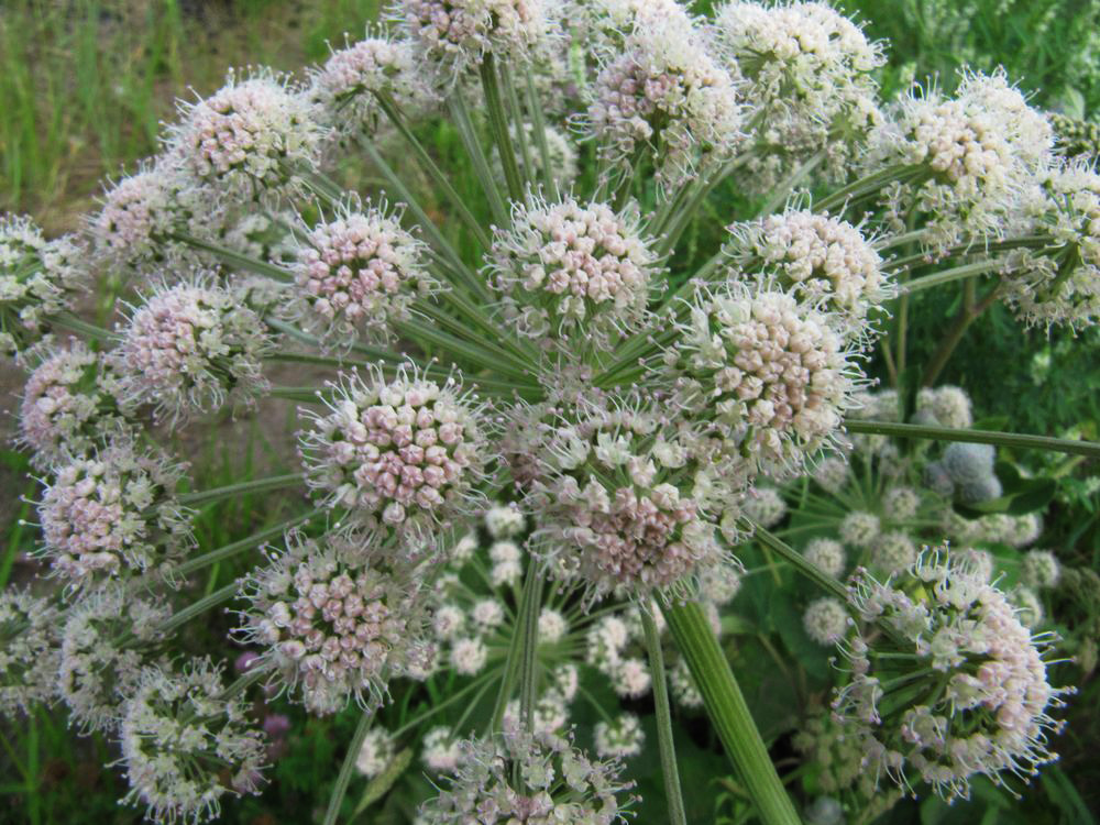 Image of Angelica sylvestris specimen.