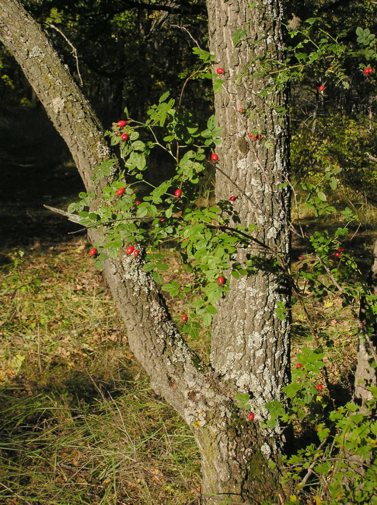 Image of Rosa rubiginosa specimen.