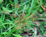 Cyperus distans. Верхушка побега с соцветием. Таиланд, остров Пханган. 22.06.2013.