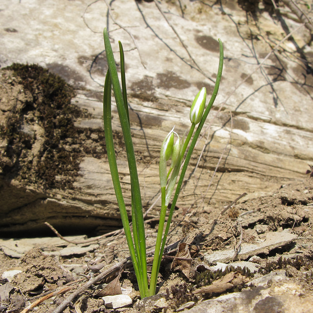 Image of Ornithogalum woronowii specimen.